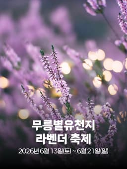 2026 무릉별유천지 라벤더 축제