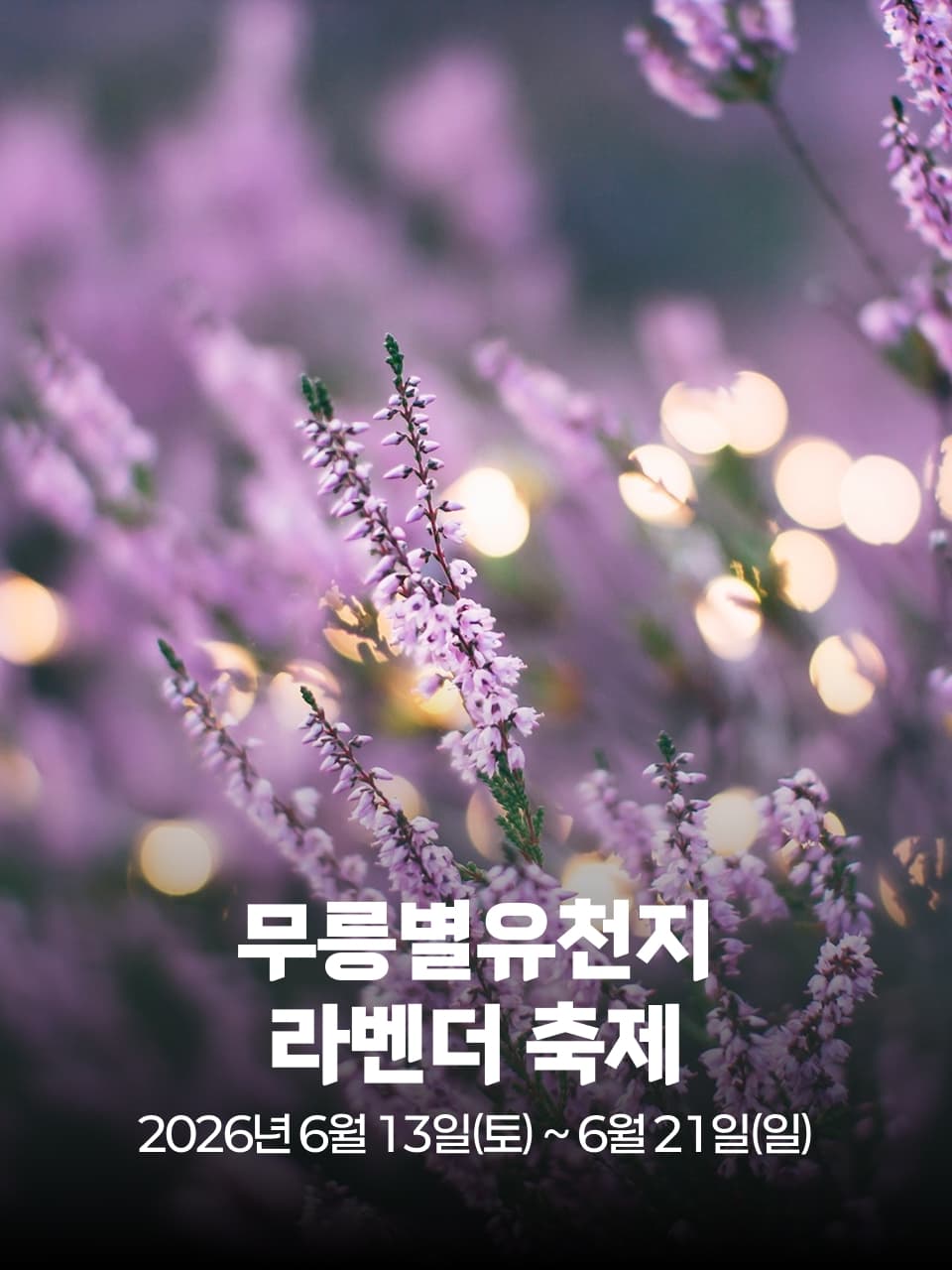 2026 무릉별유천지 라벤더 축제