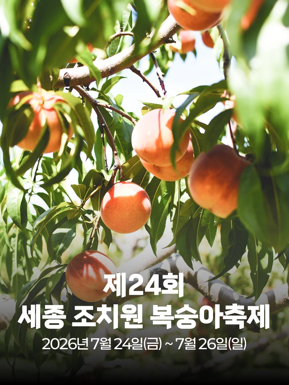 제24회 세종 조치원 복숭아축제